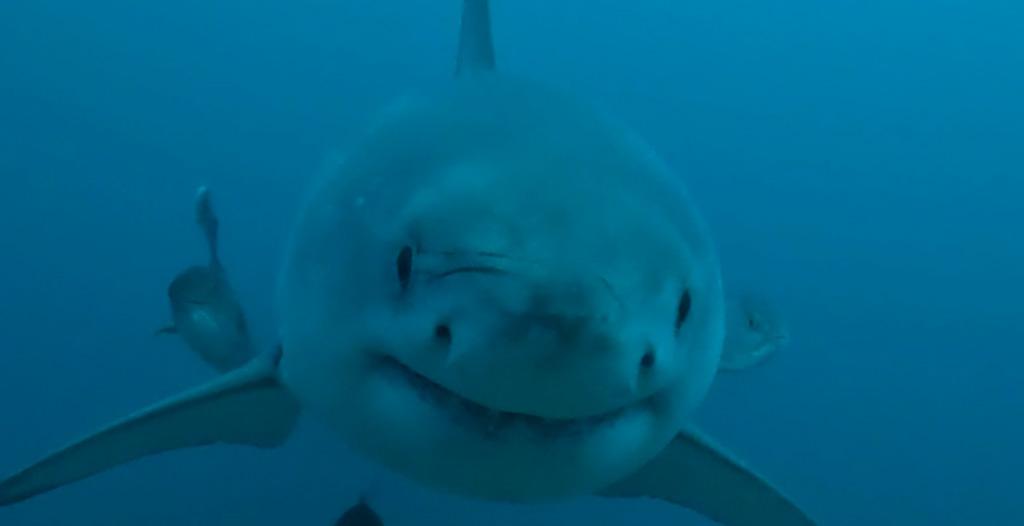USA 研究ers Spot Great White Shark Off Alabama Coast